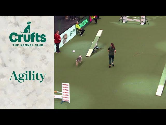 Agility  - Medium and Intermediate/Large Novice ABC Final part 3 (Agility) | Crufts 2024