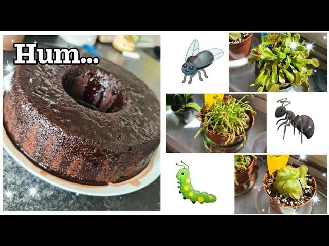 Receita de bolo chocolatudo - Chegaram as minhas plantas carnívoras!