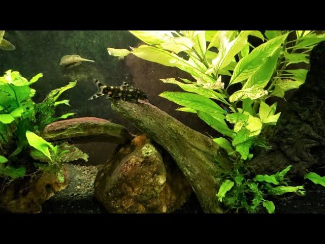 Loaches (Botia) Make Great Pets