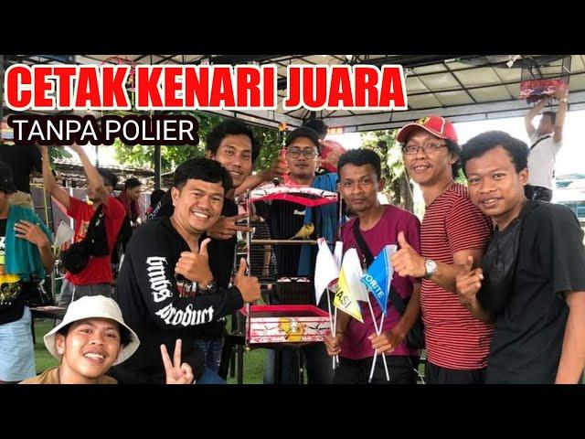 TERBUKTI AMPUH..!! Cara mencetak Kenari Durasi Panjang tanpa Polier