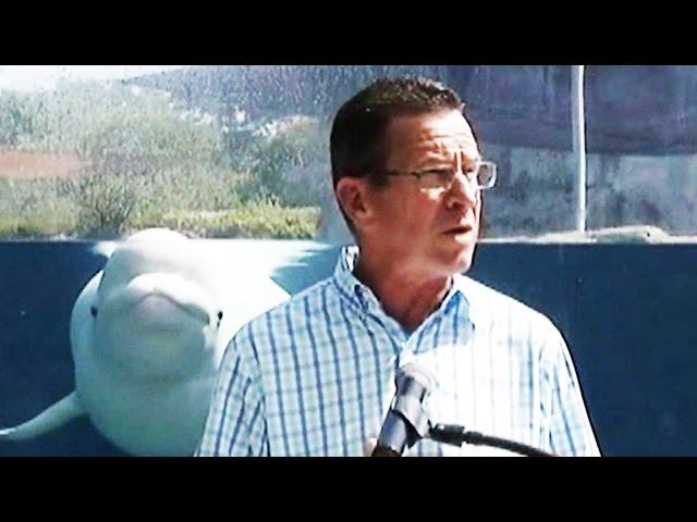 Beluga Whale Photobombs Governor of Connecticut