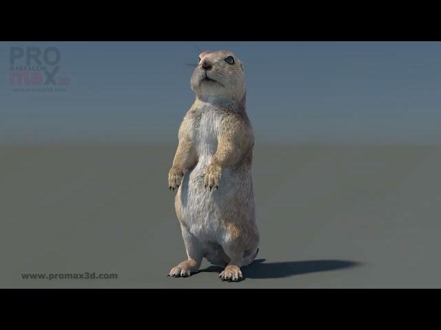 Rigged Prairie Dog 3D Model with Fur | @PROmax3D