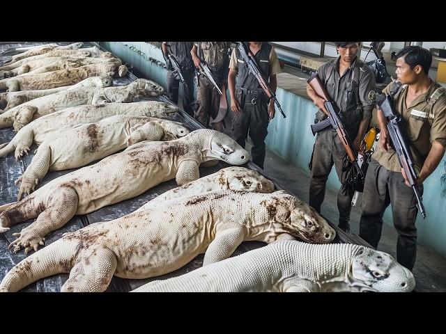 Farmers And Hunters Deal With Thousands Of Komodo Dragons Attacking Their Farm This Way