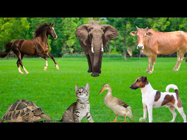 Learn about familiar animals - Horses, Turtles, Cows, Elephants, Dogs, Cats, Ducks, Squirrels