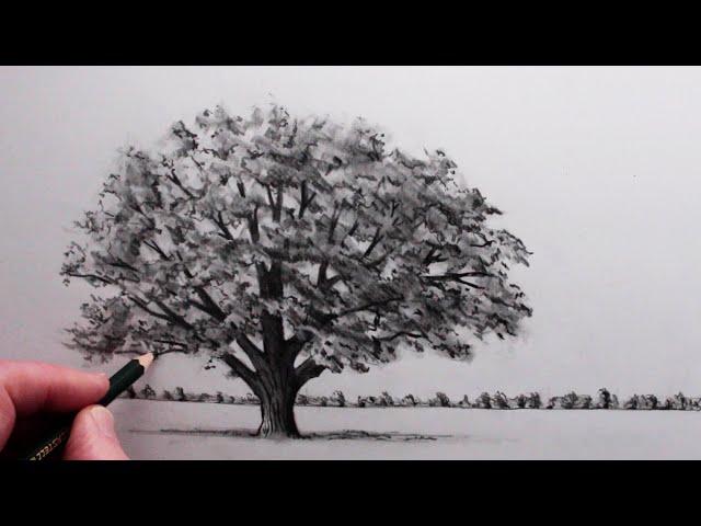 How to Draw a Tree: Narrated Step-by-Step