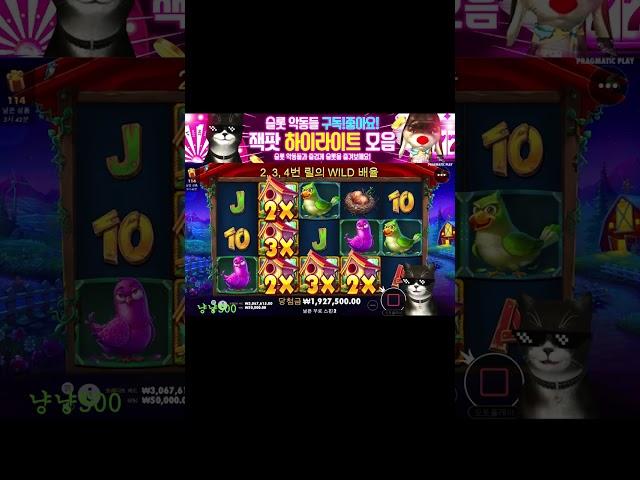슬롯악동들 냥이 닭집 5만원 바닥 진입 ! 최소 100배는 먹어야 바닥이지!! #슬롯머신 #슬롯 #프라그마틱 #잭팟 #slot