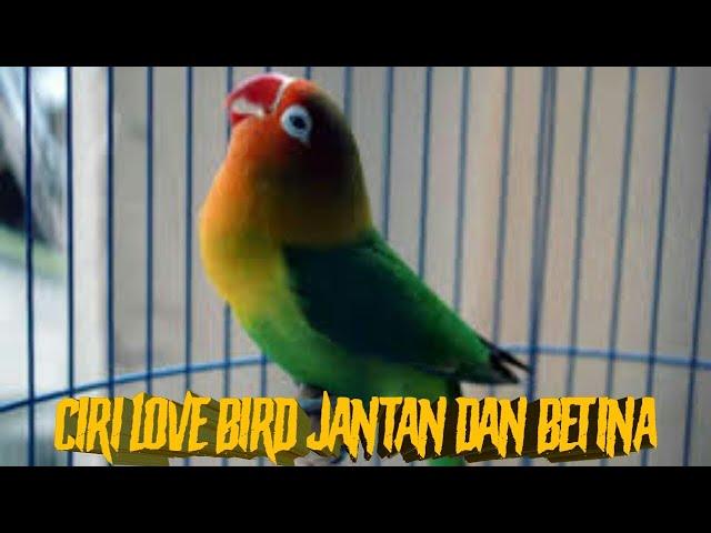 Ciri ciri lovebird jantan dan betina