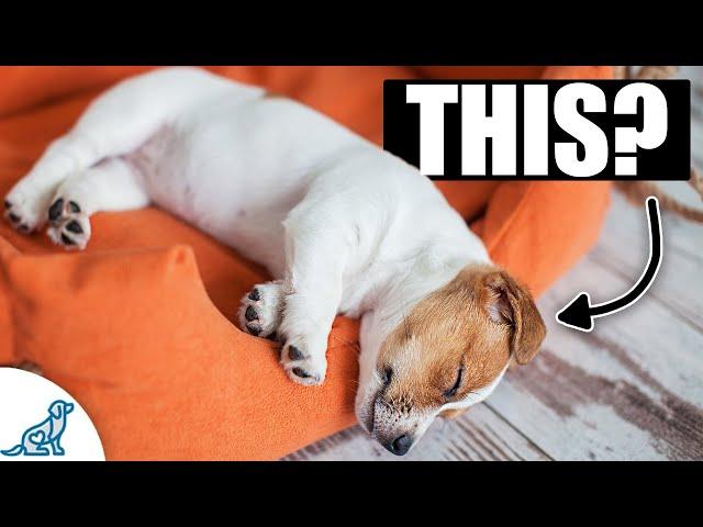 The BIGGEST Mistake That New Puppy Owners Make...