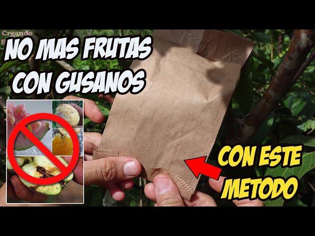 COMO PROTEGER FRUTOS DE INSECTOS (mosca de la fruta) no mas frutas con gusanos