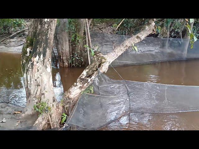 Perangkap ikan disungai