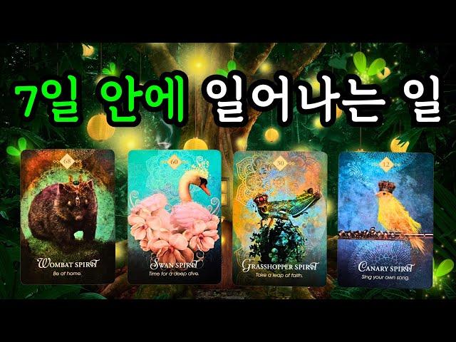 타로 7일 안에 일어나는 일 (11월25일~12월1일) 주간타로