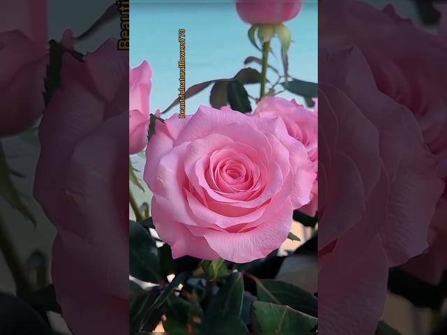 Gorgeous pink rose #naturalflowers #rose #flower #shortvideo