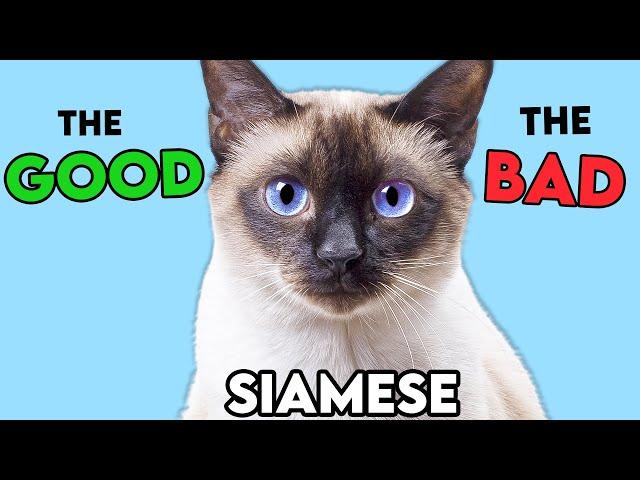 SIAMESE Cat PROS and CONS (MUST-KNOW)