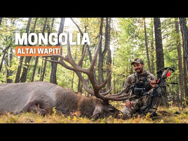 New World Record Elk: Bowhunting the Altai Wapiti in Mongolia