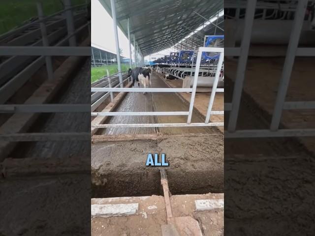 Automatic cleaning system for dairy cow manure!#shorts # Popular Science #mechanical