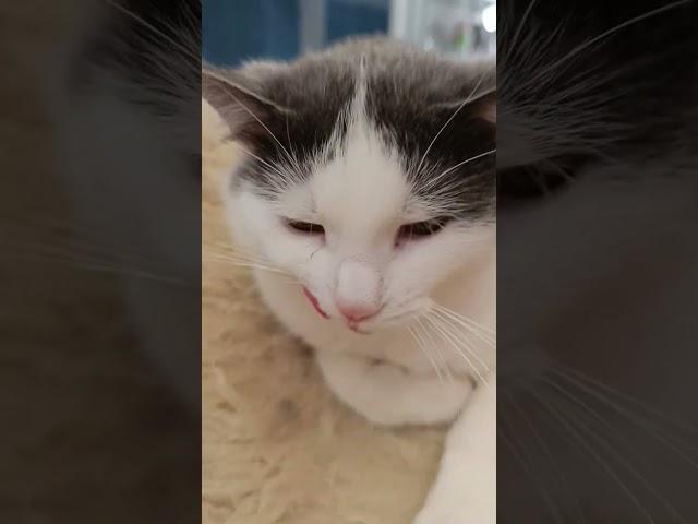 Смех юмор кот#юмор#смех#кот#угар#смешно#топ#рек#видео#стетхем#лучшее#позитив#комедия#анегдотытравим#