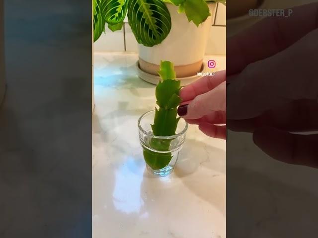 Christmas cactus cutting water  propagation! 