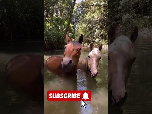 #horse #equestrian #hh #subscribers #1000k