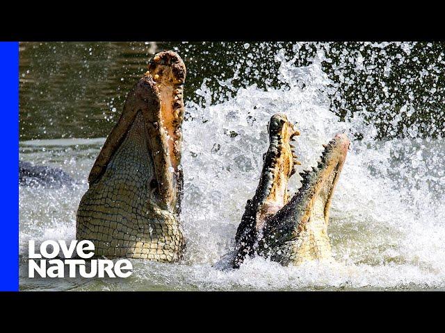 Crocodiles Fight To Death Over Carcass