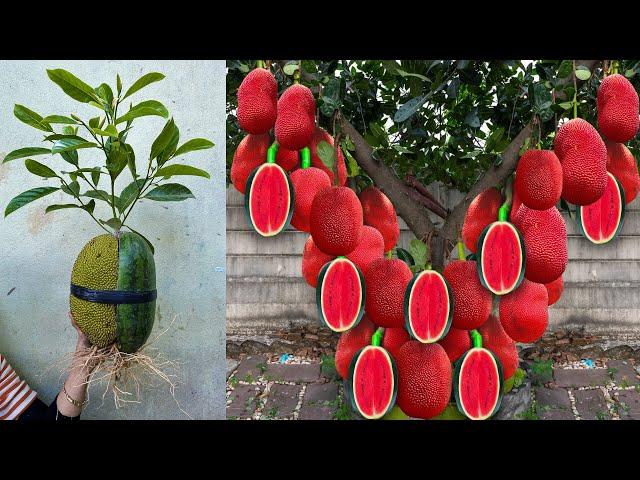 Unique Techniques For Grafting Watermelon With Jackfruit / Grafting Watermelon With jackfruit