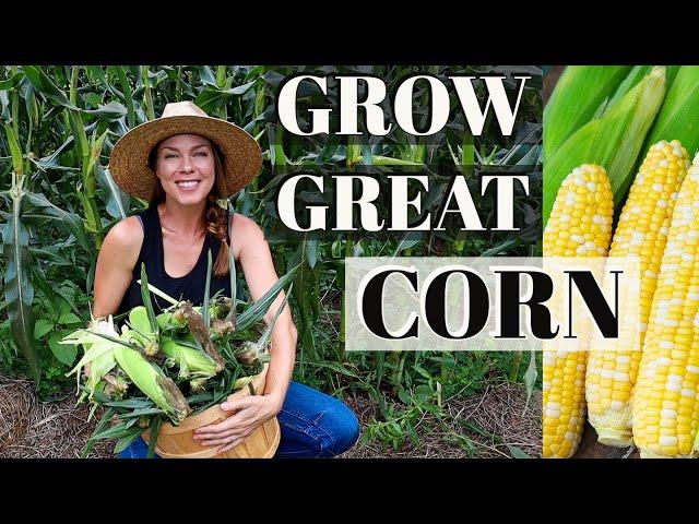 9 Tips for Growing Corn at Home 