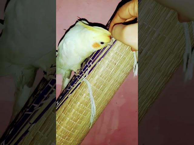 #scratch #comedy #funnyvideo #happy #satisfying #funny #funnyanimals #fun #cockatiel #funnyshorts