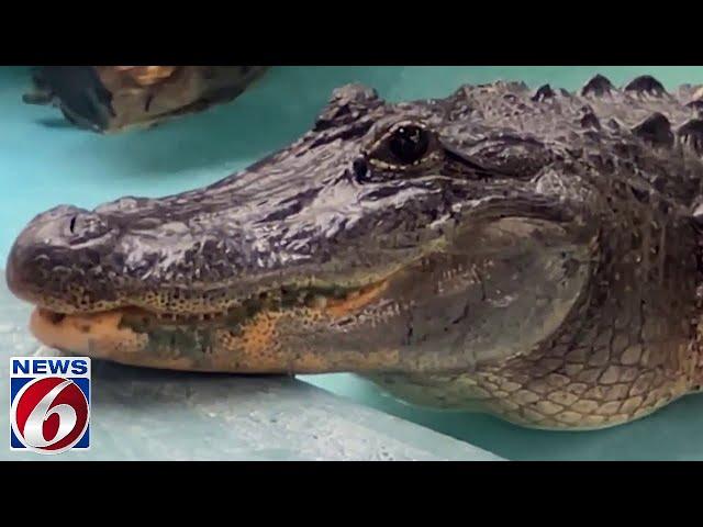 FWC reveals new details on Seminole County gator attack