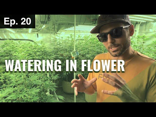 BuildASoil 10x10: WATERING DURING FLOWER: Season 2, Episode 20