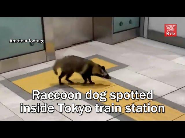 Raccoon dog spotted inside Tokyo train station