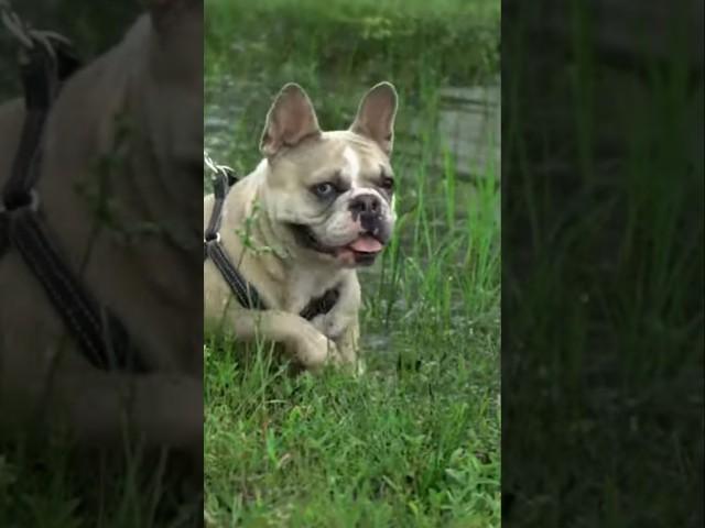 Frenchie reacts to Hurricane Milton #doglover #frenchbulldog #hurricane #hurricanemilton #florida