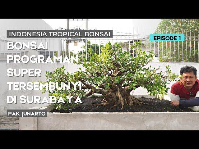 Intip Bonsai Programan Super tersembunyi di Surabaya Utara milik Pak Junarto (BAGIAN 1)