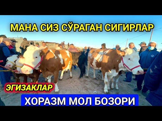 ОНА БОЛА СИГИРЛАР ЭГИЗАК ТУҒАДИГАН СИММЕНТАЛ КЕЛДИ ХОРАЗМ УРГАНЧ ҒОЙБУ МОЛ БОЗОРИ 26-май 2024 г.