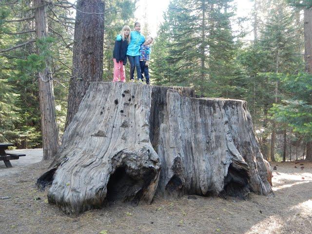 Sequoya National Park, California: Among the biggest trees on Earth, Chicago stump, General Grant