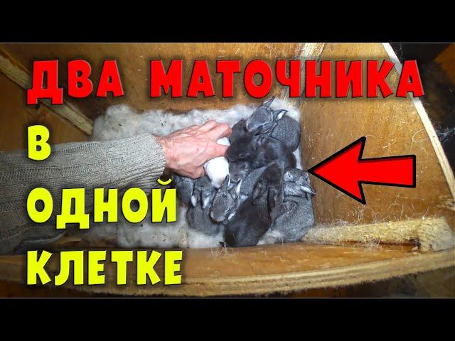 Два маточника, две крольчихи в ОДНОЙ клетке! Что получится?