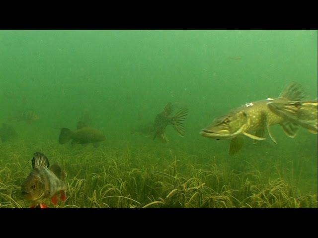 Male pike fight during spawning. Fishing, canal, underwater. Драка самцов щуки на нересте.