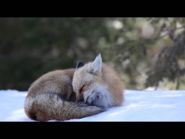 Fox Grooming