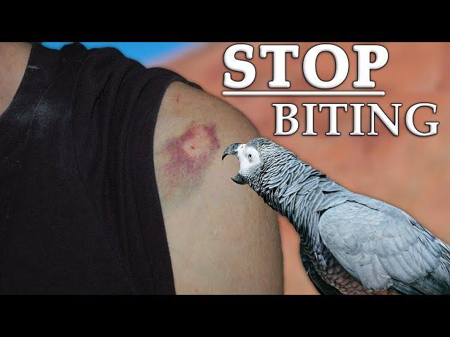 4 Ways to Stop Parrots From Biting