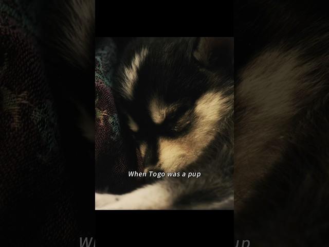 A Husky’s journey of growth #foryou #movie #film #video