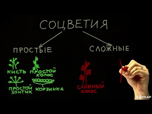 Виды соцветий| Биология