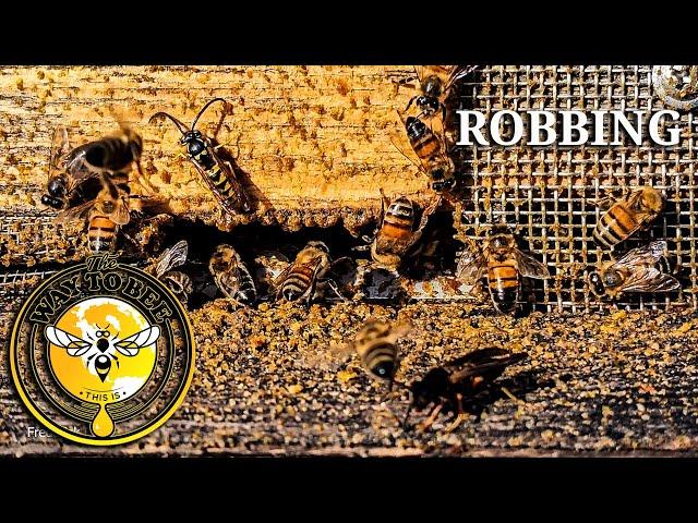 Stop Bee Hive Robbing with a Robbing Screen, Robbing Explained.