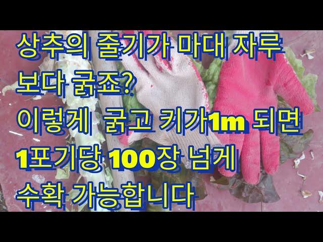 상추재배 깐만히 보앗다간 큰코 다칩니다#상추#lettuce #채소