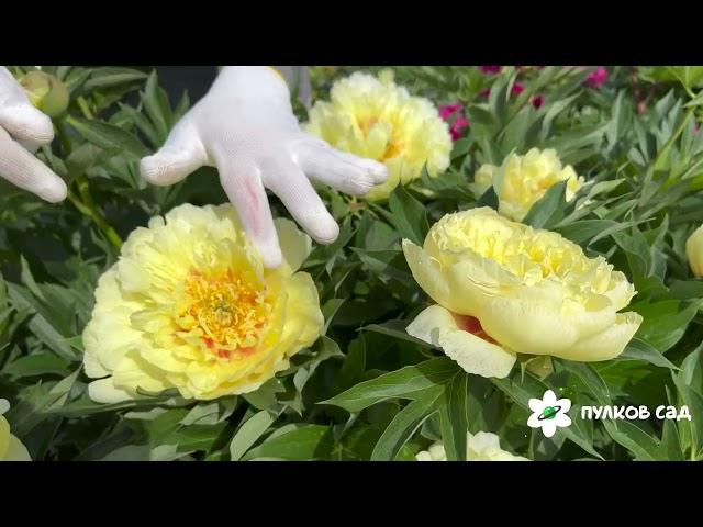 Bartzella peony. Барцелла пион. Пулков сад