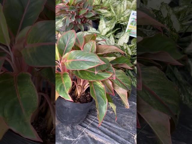 Phục hồi và chăm sóc cây Ngọc ngân, Phú quý #canhphong #trunquecanhphong #trangtraicanhphong