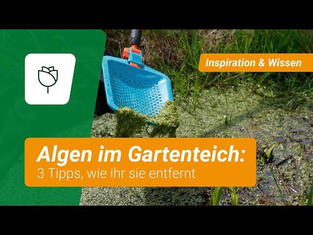 3 Tipps gegen Algen im Gartenteich