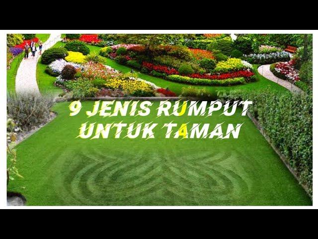 9 jenis rumput hias UNTUK HALAMAN RUMAH