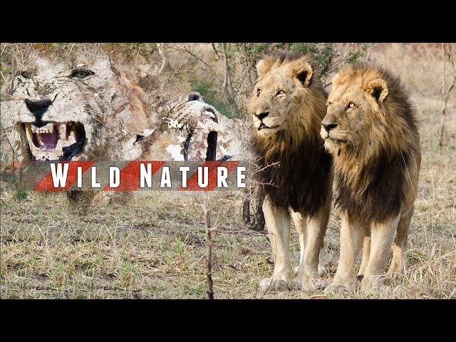 Male Lion Coalitions | WILD NATURE