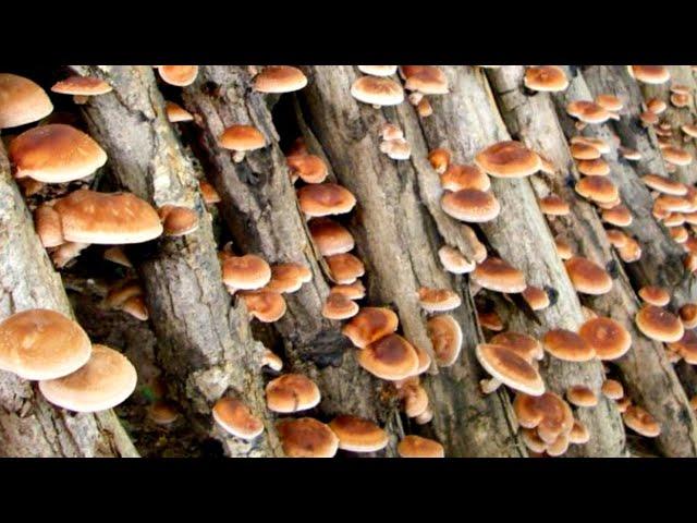 Одомашнивание диких грибов, и какие грибы вы можете вырастить в своей теплице