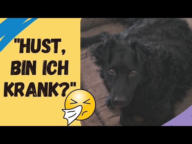 Wie erkenne ich dass mein Hund krank ist | Kranken Hund erkennen