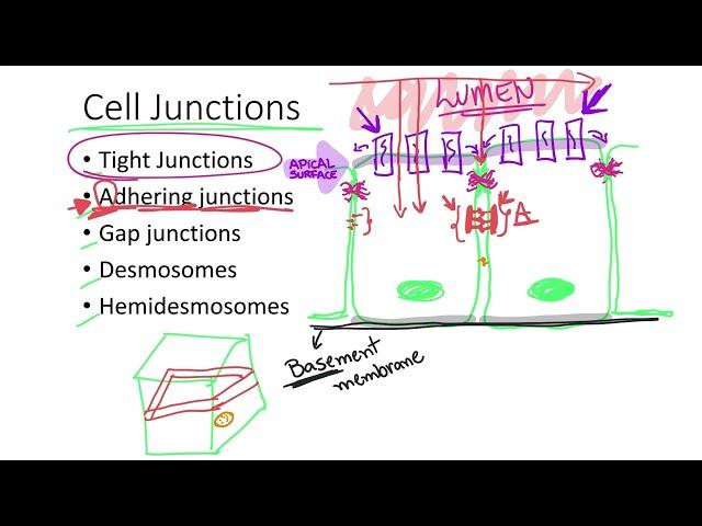 Dr. Benaduce: Cell Junctions (Tissues Lecture)