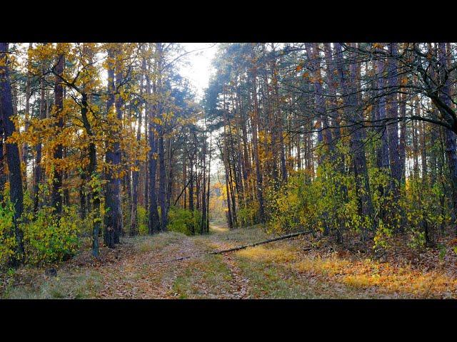 СКАЗКА РЯДОМ. Сосновый бор, лесные прогулки, осенние пейзажи, в лесу для отдыха. КРАСИВАЯ ОСЕНЬ